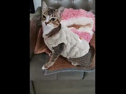 Kedi ve Köpek Kazağı 17107