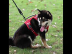 Köpek Göğüs Tasması Reflective 58070