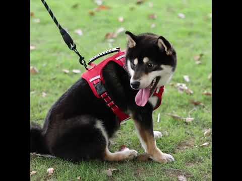 Köpek Göğüs Tasması Reflective 58070