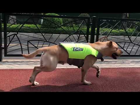 Köpek Can Yeleği Parlak Renkli Köpek Yüzme Yeleği 59562686