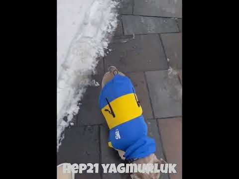 Köpek Yağmurluk Yansıtıcı Mont Polar İç 520519