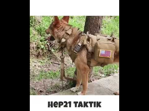 Köpek Göğüs Tasması K9 Tasma Çantalı 26156384