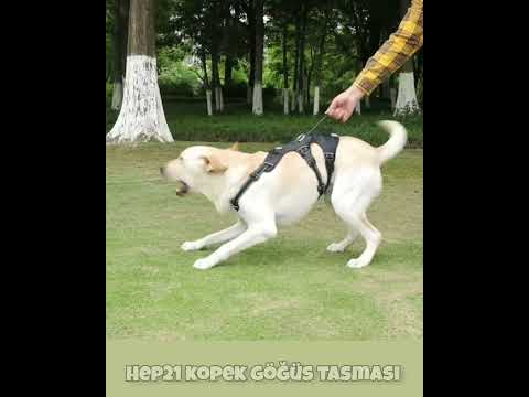 Köpek Göğüs Tasması Yansıtıcı Güçlü Kontrol Taktik Gövde Tasması 44073950