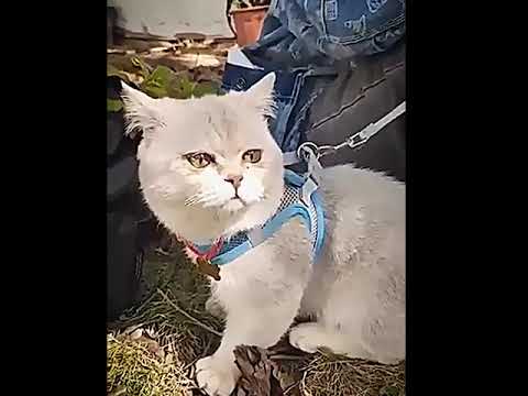 Reflektörlü ve Nefes Alan Kedi Göğüs Tasması 98373