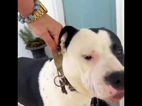 Taktik Köpek Tasması ve Bungee Kayış Seti 37904