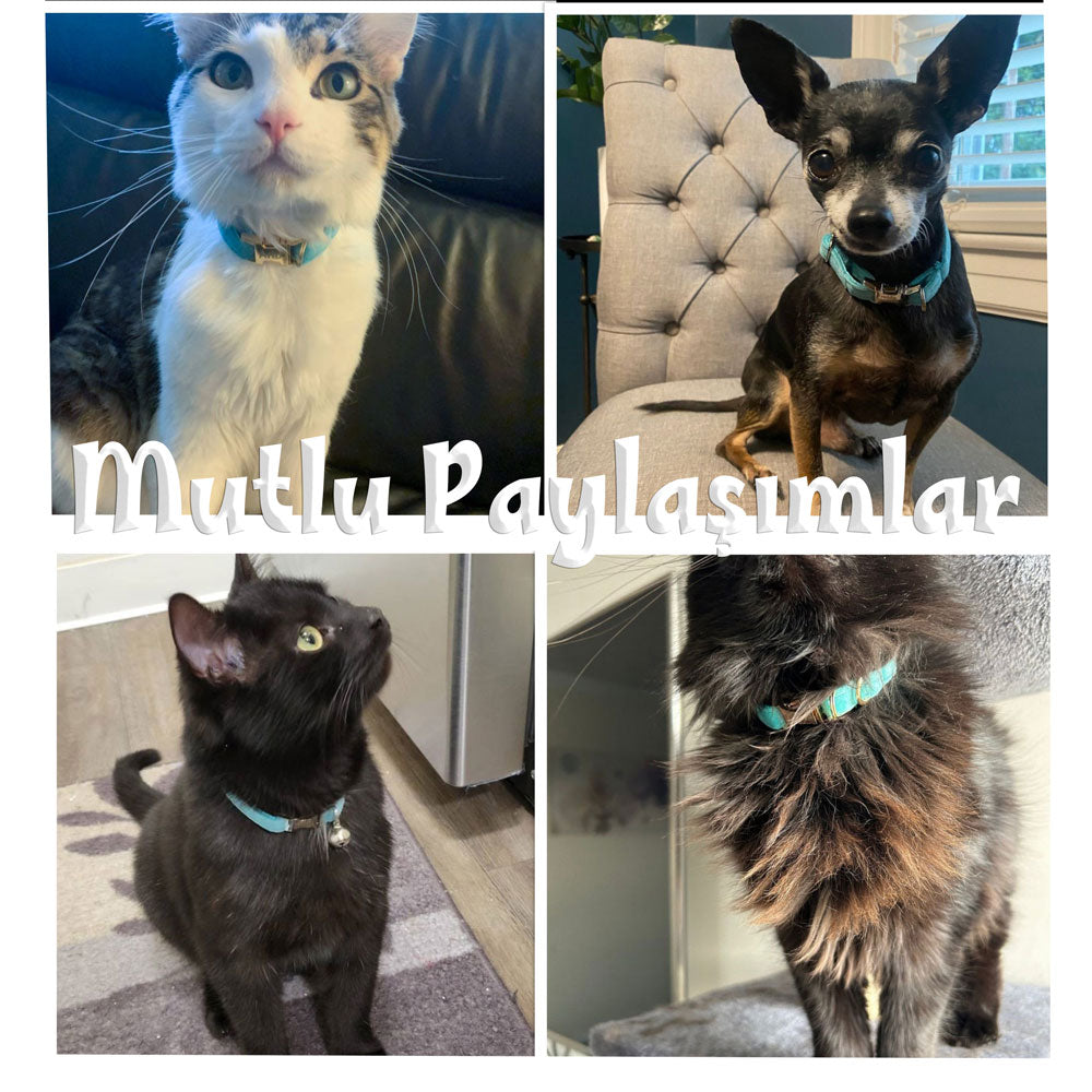 Kedi tasması Kadife İsimli Zilli Kedi Boyun Tasması 649724