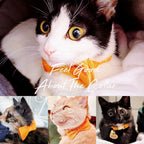 Kedi tasması isimli zilli kedi tasma 745094