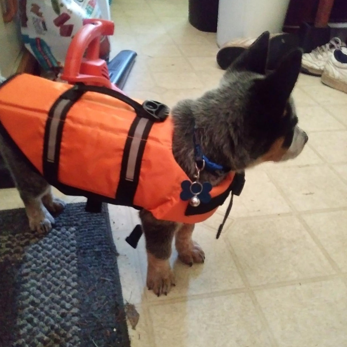 köpek cankurtaran yeleği