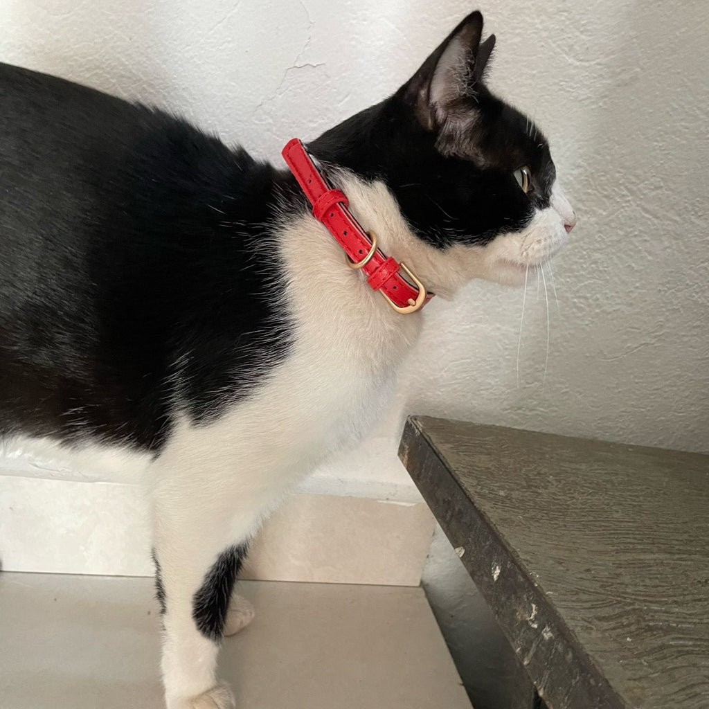 Kedi tasması 45333713