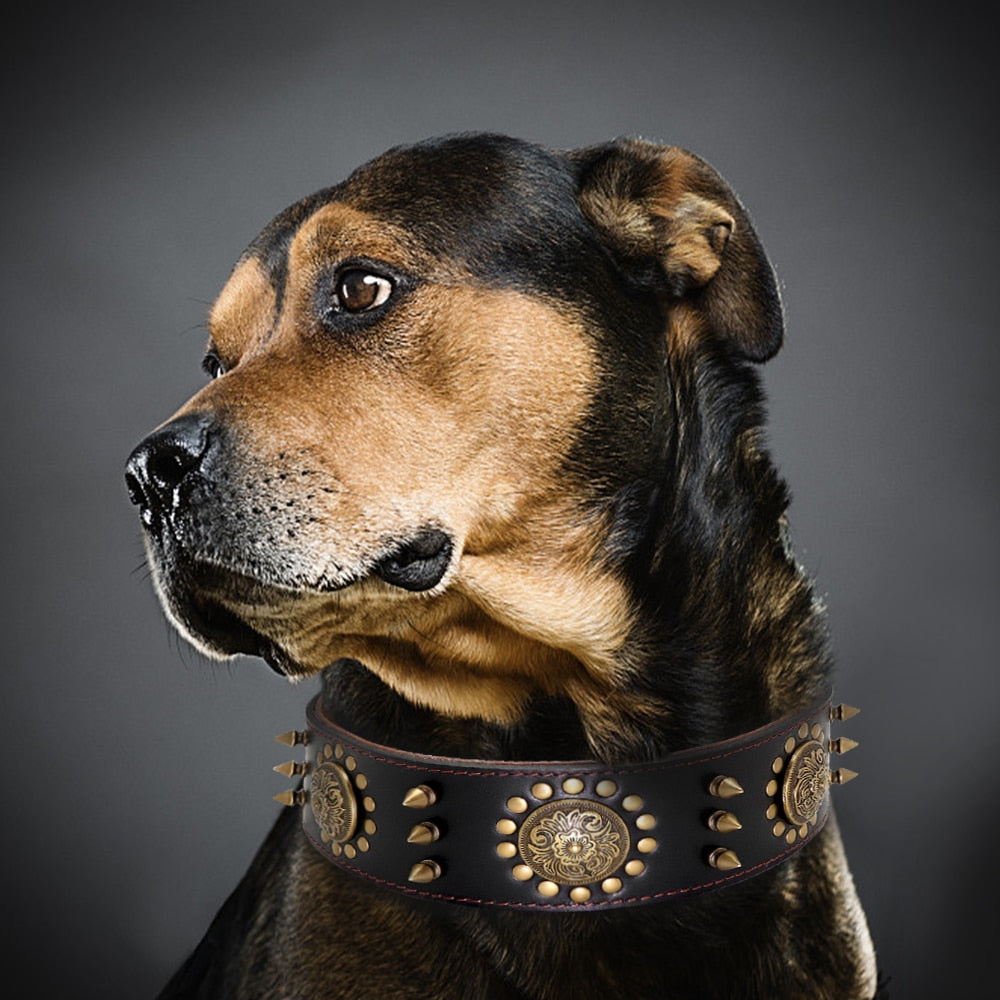 Pitbull Tasması 30736937
