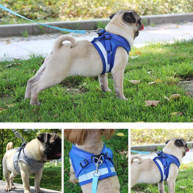 Köpek göğüs tasma 