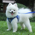 Köpek göğüs tasma 
