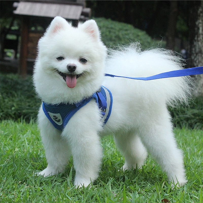 Köpek göğüs tasma 