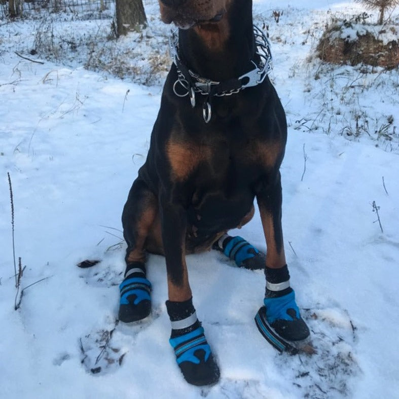 Köpek ayakkabısı 