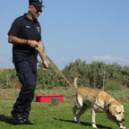 Köpek Gezdirme Kayışı Tactical 23082716