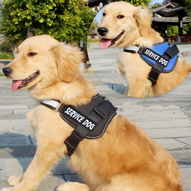 Köpek Göğüs tasması Künyeli 28219358