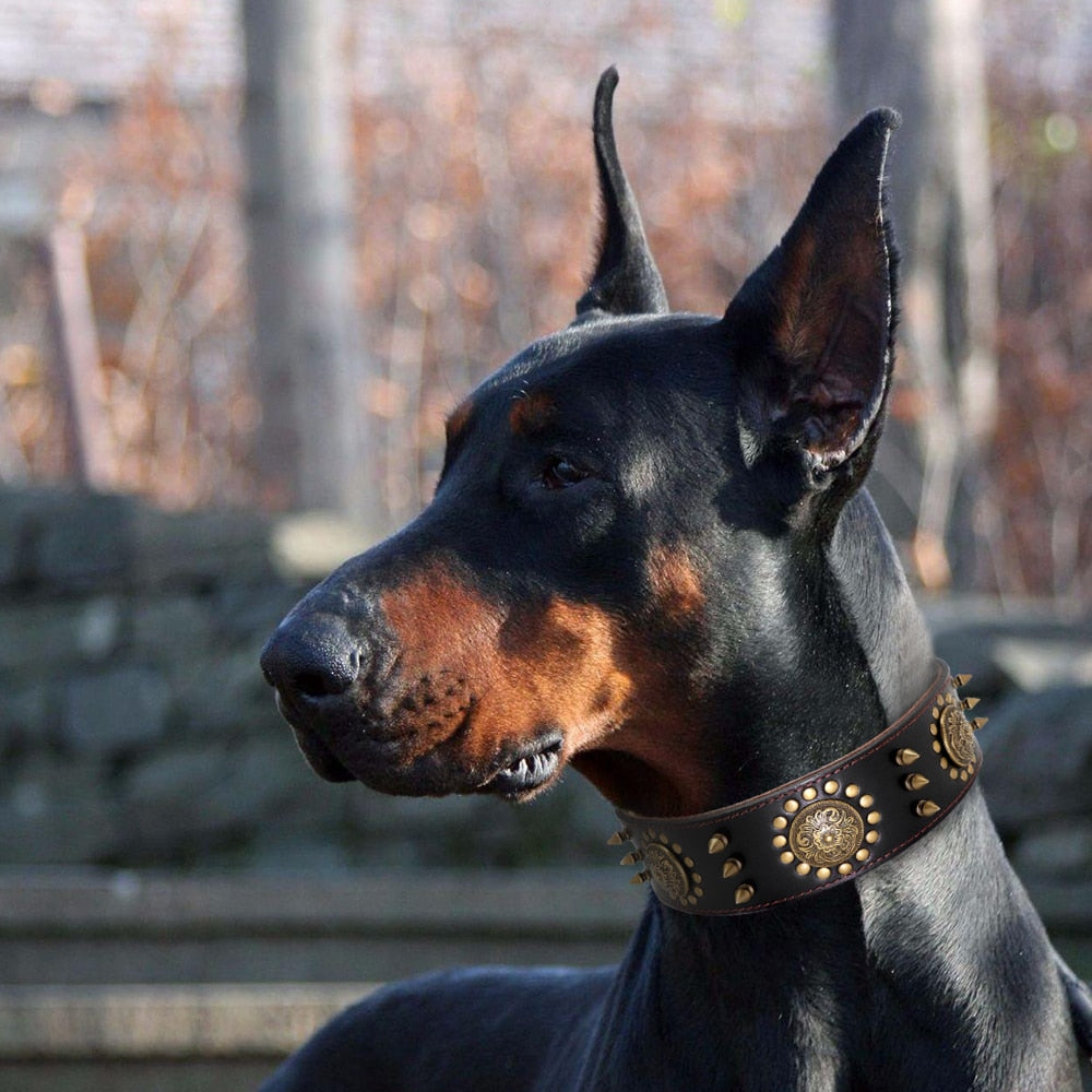 Pitbull Tasması 30736937