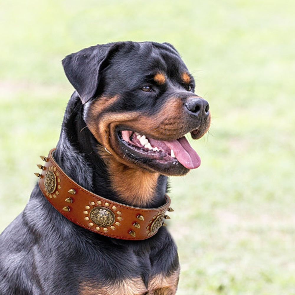 Pitbull Tasması 30736937