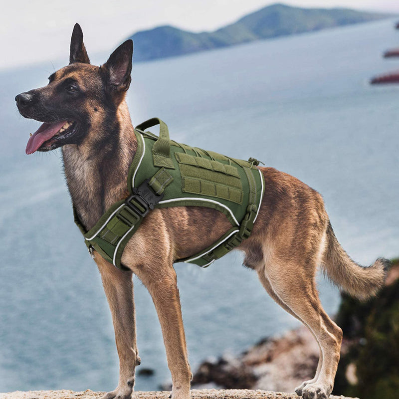 Köpek Göğüs Tasması 