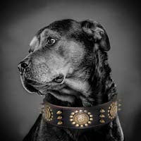 Pitbull Tasması 30736937