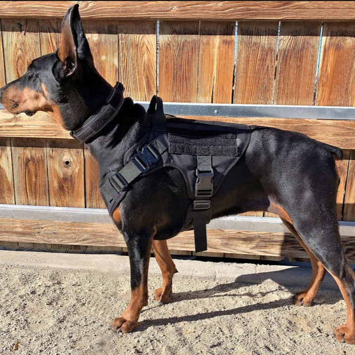 Köpek göğüs tasması kayış Set Tactical 39810022