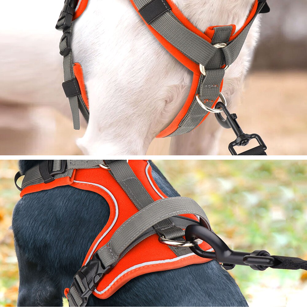 Köpek Göğüs Tasması 35549125
