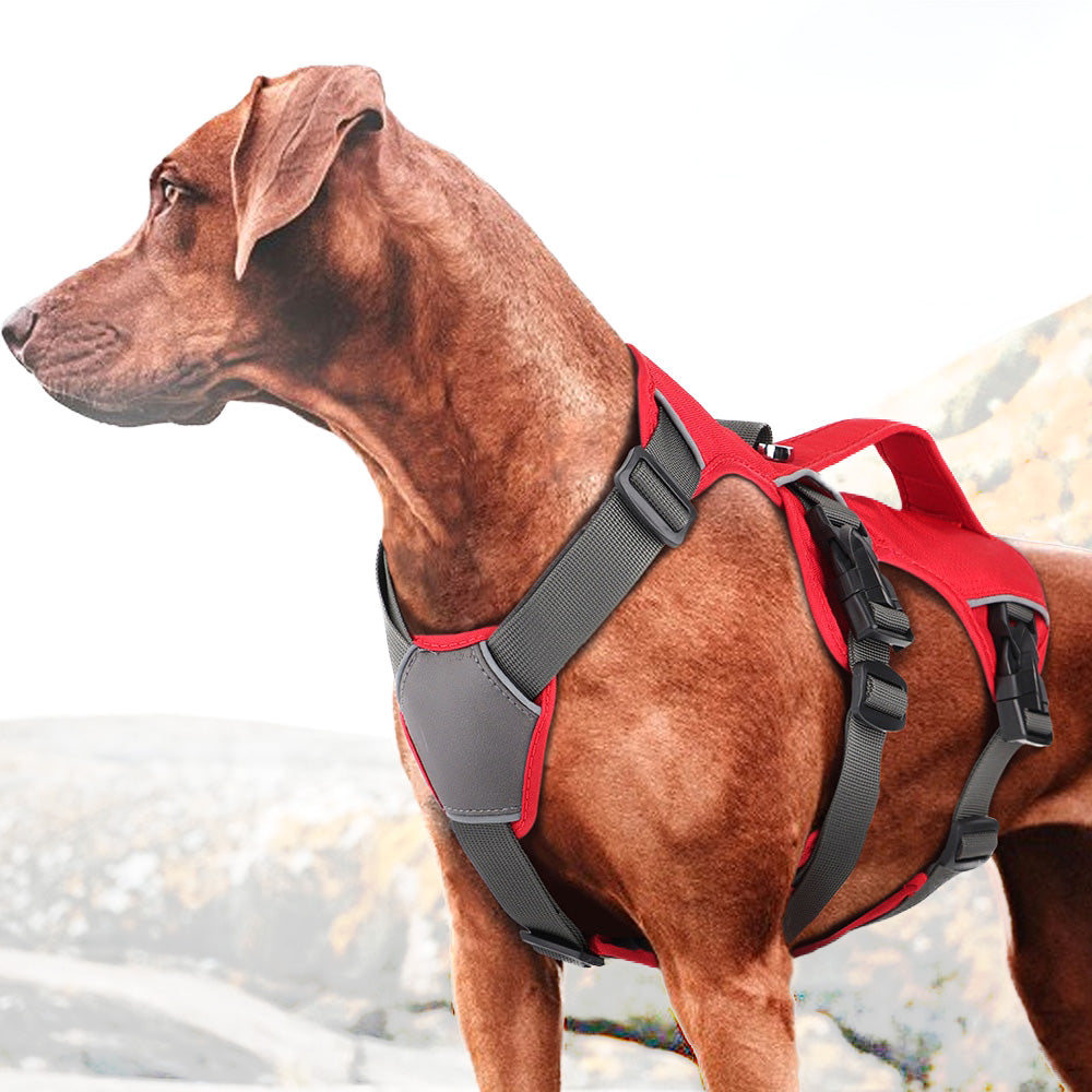 Köpek Göğüs Tasması 01865205