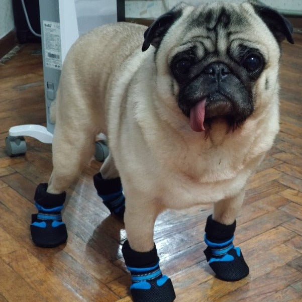 Köpek ayakkabısı 