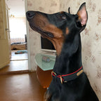 Deri Köpek Tasması 39316467