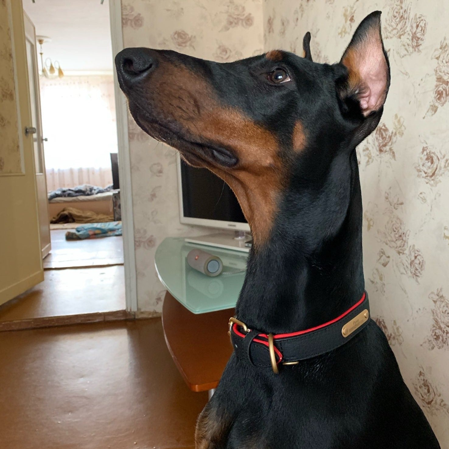 Deri Köpek Tasması 39316467