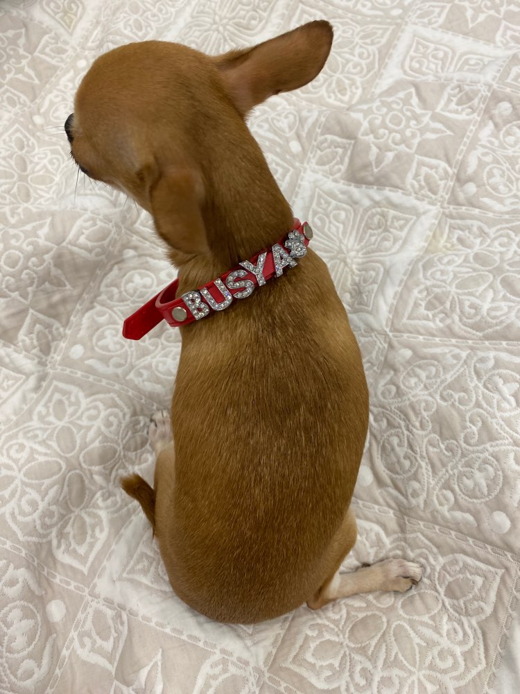 Köpek tasması isimli 16683702