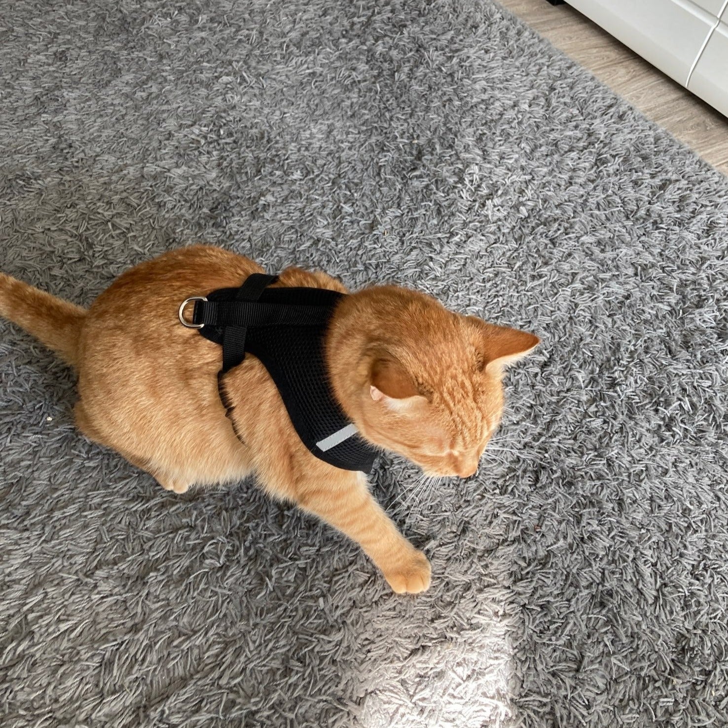 Kedi göğüs tasması kayış seti REFLECTİVE 23201338