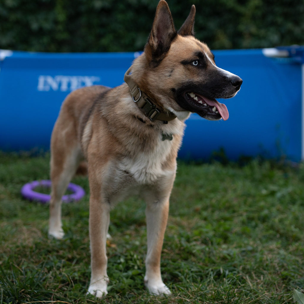 Köpek Gezdirme Kayışı Tactical 23082716