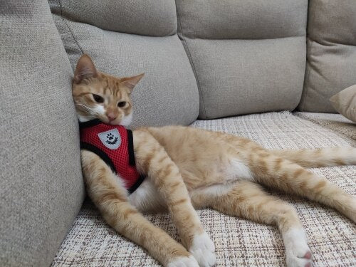 Kedi göğüs tasması kayış seti REFLECTİVE 23201338