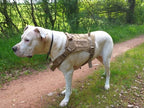 Köpek Göğüs Tasması Kayış Set Tactical 39810022