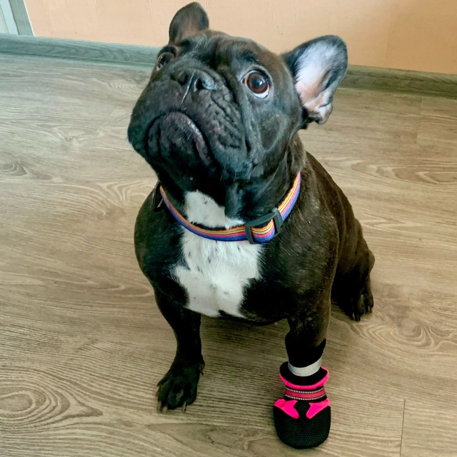 Köpek ayakkabısı 