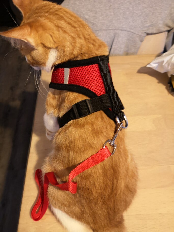 Kedi göğüs tasması kayış seti REFLECTİVE 23201338