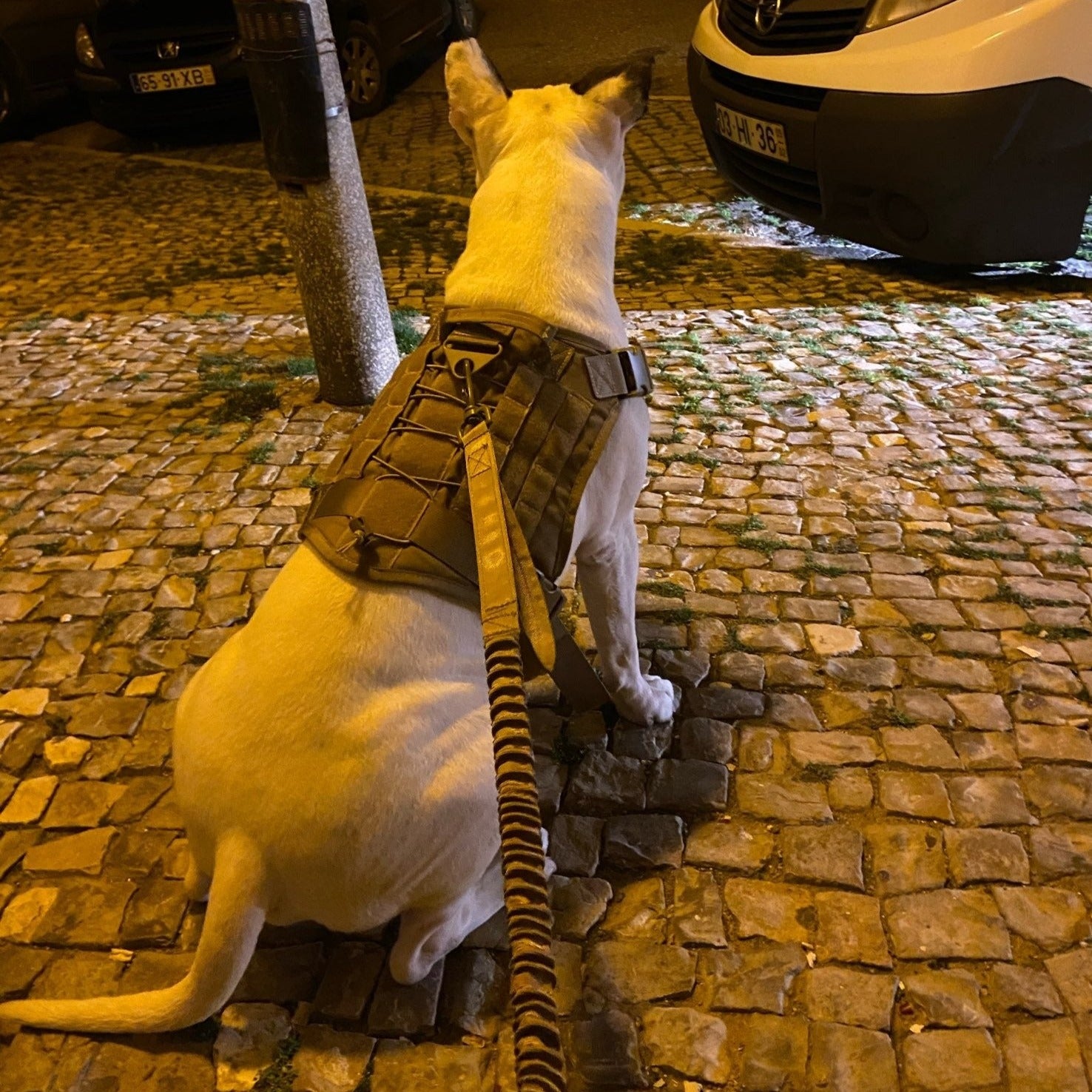 Köpek göğüs tasması K9 Tasma
