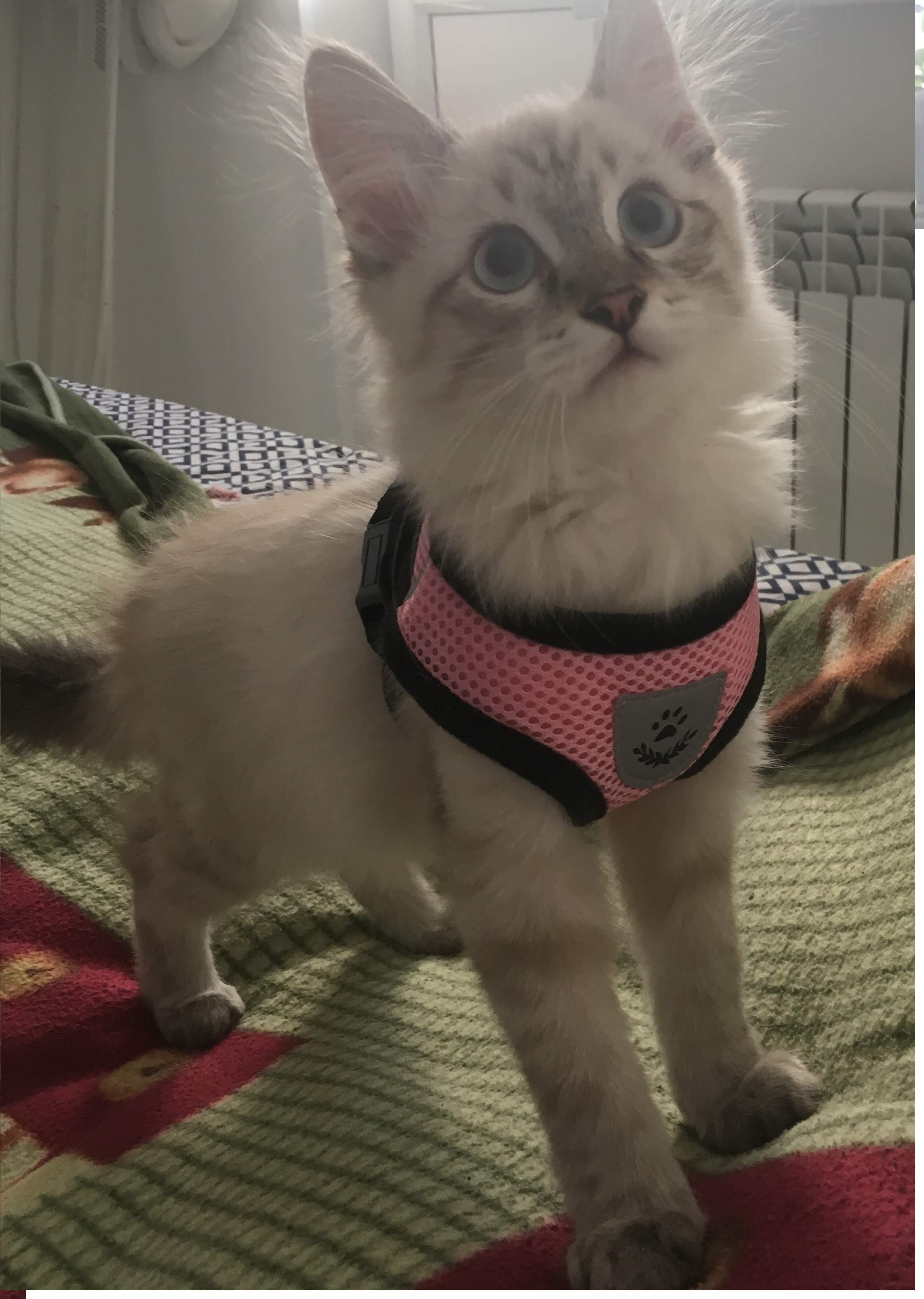 Kedi göğüs tasması kayış seti REFLECTİVE 23201338