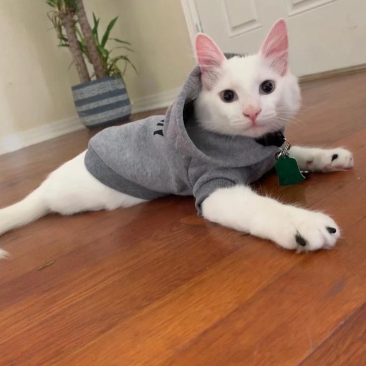 kedi sweatshirt