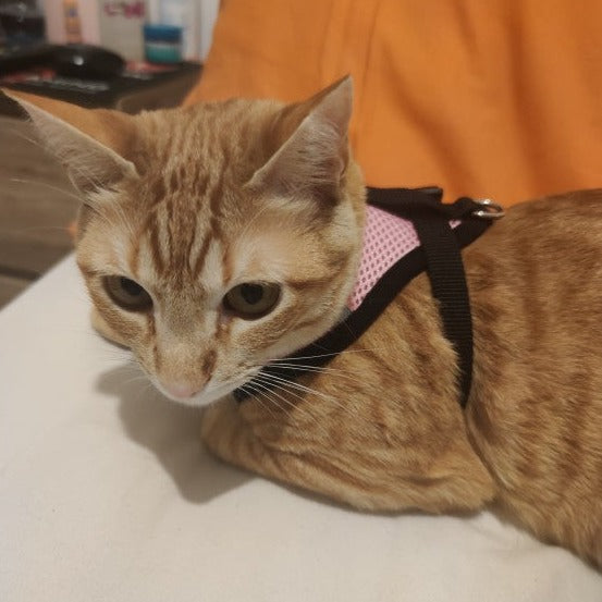 Kedi göğüs tasması kayış seti REFLECTİVE 23201338