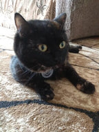 Kedi göğüs tasması kayış seti REFLECTİVE 23201338