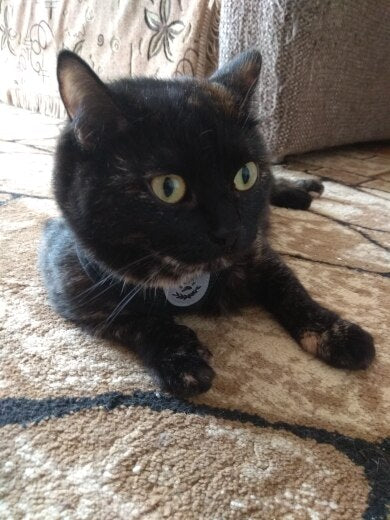 Kedi göğüs tasması kayış seti REFLECTİVE 23201338
