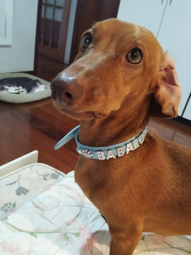 Köpek tasması isimli 16683702