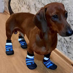 Köpek ayakkabısı 
