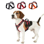 Köpek Göğüs Tasması 35549125
