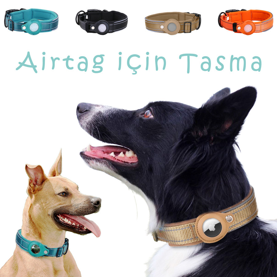 Köpek Tasması 