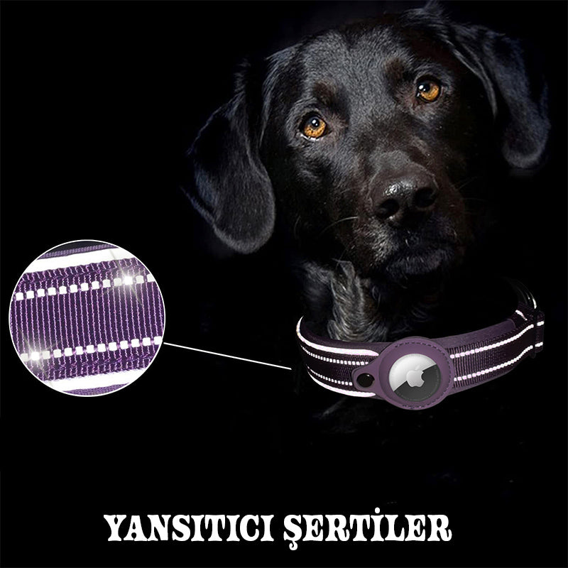 Köpek Tasması 