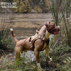 Köpek göğüs tasması kayış Set Tactical 39810022