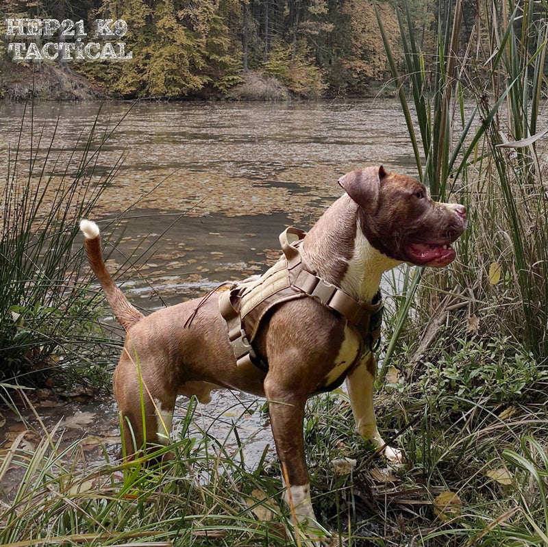 Köpek göğüs tasması kayış Set Tactical 39810022
